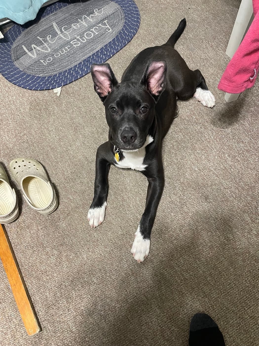 Luca our laundry dog